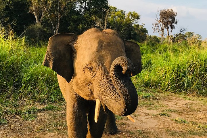 Kaudulla National Park Half Day Safari Tour - Photo 1 of 2